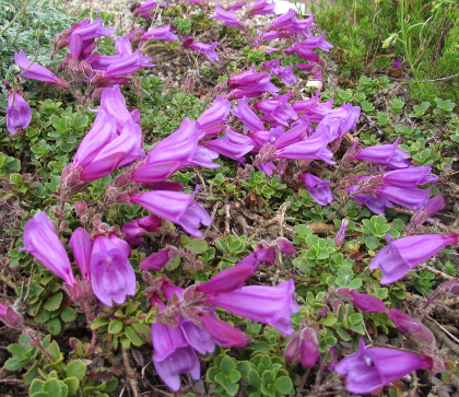 Penstemon newberryi humilior 